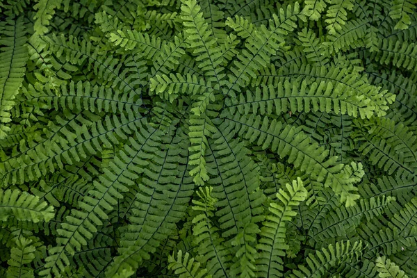 Eğreltiotu arkaplanı kapatır