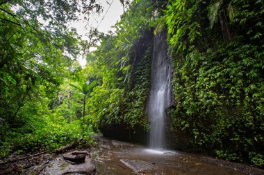 Ormanda güzel bir şelale
