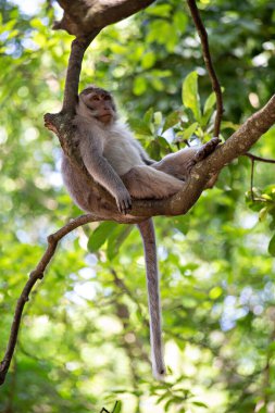 Ubud, Bali 'deki Maymun Ormanı' nda ürperen sevimli komik maymun.