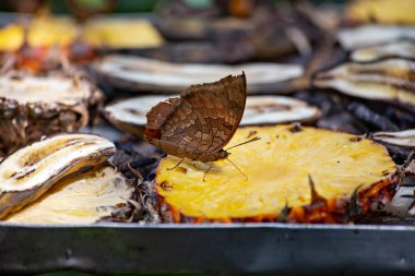 Kelebek Kuala Lumpur Kelebek Parkı, Malezya 'da ananas diliminde oturuyor.