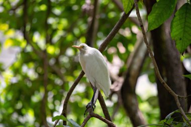 Beyaz balıkçıl Kuala Lumpur Kuş Parkı, Malezya