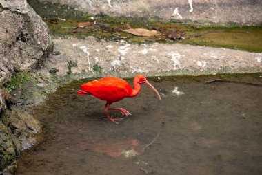 Nehirde kırmızı tüylü kuş
