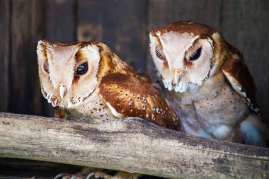 KUALA LUMPUR, MALAYSIA - Mart 2020: Kuala Lumpur kuş parkı, Malezya