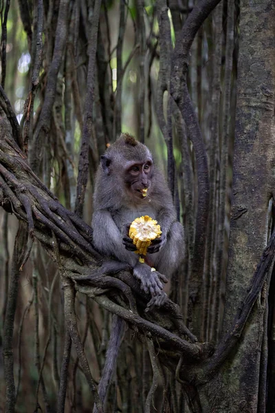 Funny monkeys eating corn in the Monkey Forest, Ubud, Bali, Indonesia