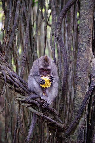 Funny monkeys eating corn in the Monkey Forest, Ubud, Bali, Indonesia