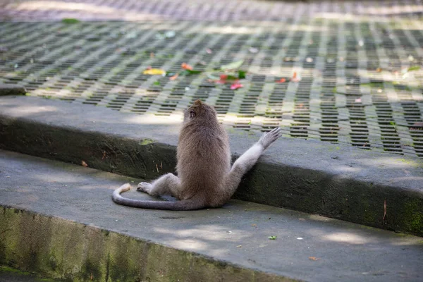 Cute and funny monkey resting in park with funny pose