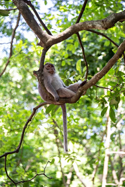 Cute funny monkey chilling in the Monkey Forest in Ubud, Bali