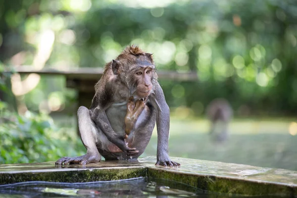 Macaco Bonito Engraçado Refrescante Água Durante Calor Verão — Fotografia de Stock