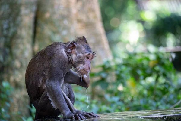 Macaco Bonito Engraçado Refrescante Água Durante Calor Verão — Fotografia de Stock