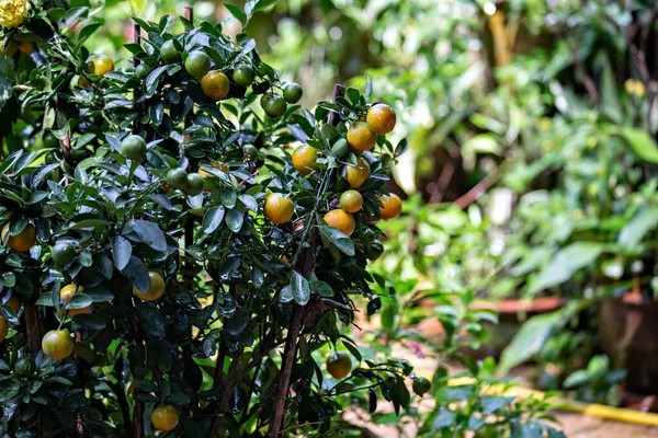 Frische Reife Orangen Hängen Grünen Baum Bio Früchte — Stockfoto