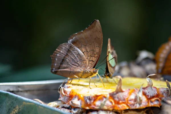 Papillon Assis Sur Tranche Ananas Dans Kuala Lumpur Butterfly Park — Photo