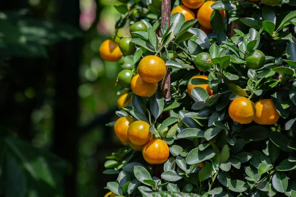 マレーシアのクアラルンプールの庭にオレンジの木 — ストック写真