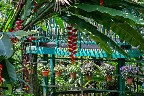 말레이시아의 콸라룸푸르 의경치 정원이나 공원에는 말레이시아의 콸라룸푸르에 식물들이 — 스톡 사진