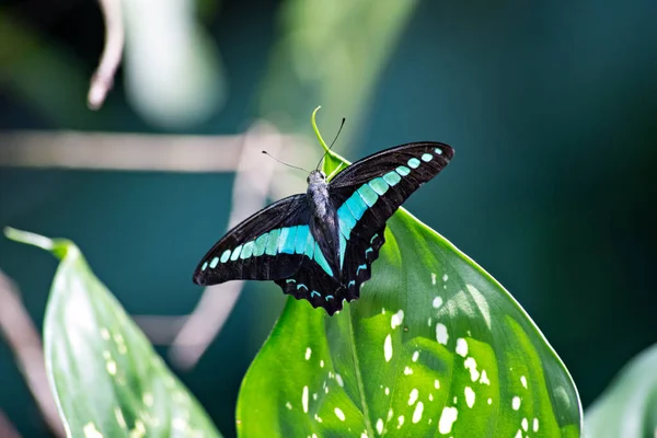 Flacon Bleu Commun Papillon Triangle Bleu Dans Parc Papillons Kuala — Photo