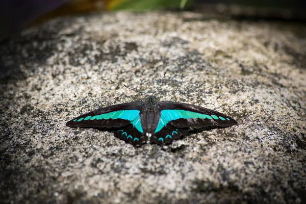 Flacon Bleu Commun Papillon Triangle Bleu Dans Parc Papillons Kuala — Photo