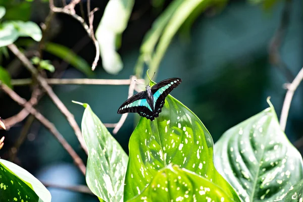 Flacon Bleu Commun Papillon Triangle Bleu Dans Parc Papillons Kuala — Photo