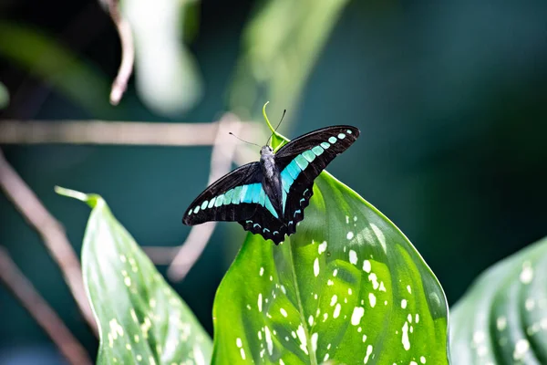 Flacon Bleu Commun Papillon Triangle Bleu Dans Parc Papillons Kuala — Photo