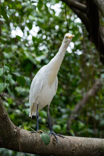 Gros Plan Oiseau Blanc Long Cou Dans Parc Vert — Photo