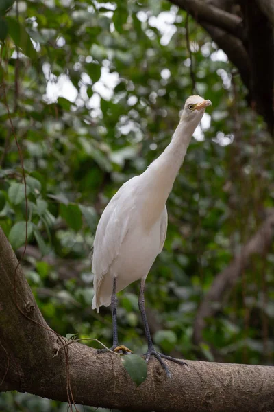 Gros Plan Oiseau Blanc Long Cou Dans Parc Vert — Photo