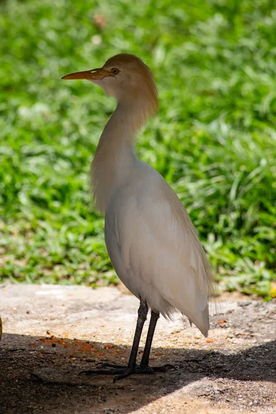 Héron Blanc Dans Kuala Lumpur Birds Park Malaisie — Photo