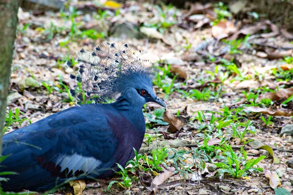Kuala Lumpur Kuş Parkında Güvercin Goura Victoria Tacını Taktı — Stok fotoğraf