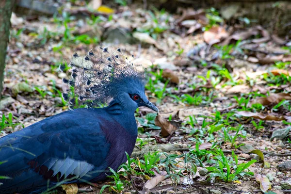 Kuala Lumpur Kuş Parkında Güvercin Goura Victoria Tacını Taktı — Stok fotoğraf