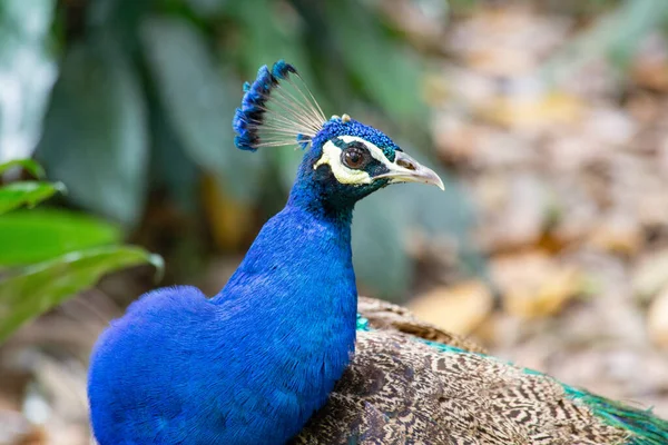 Pauw Hoofd Van Dichtbij Het Kuala Lumpur Vogelpark — Stockfoto
