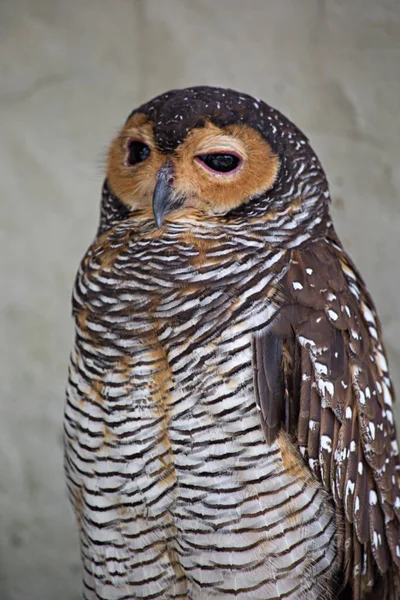 Closeup Shot Cute Brown Owl — Stok Foto