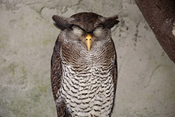 Funny sleepy owl in Kuala Lumpur birds park, Malaysia