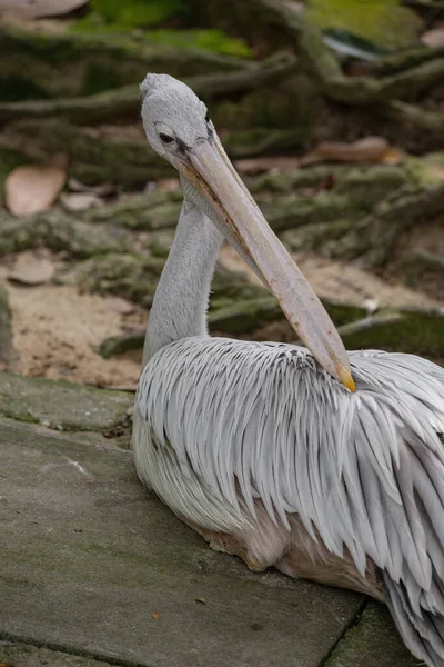 Pelikan Kafası Malezya Daki Kuala Lumpur Kuş Parkı Yakın — Stok fotoğraf