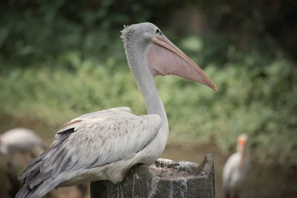 Kuala Lumpur Malaysia Março 2020 Cabeça Pelicano Kuala Lumpur Birds — Fotografia de Stock