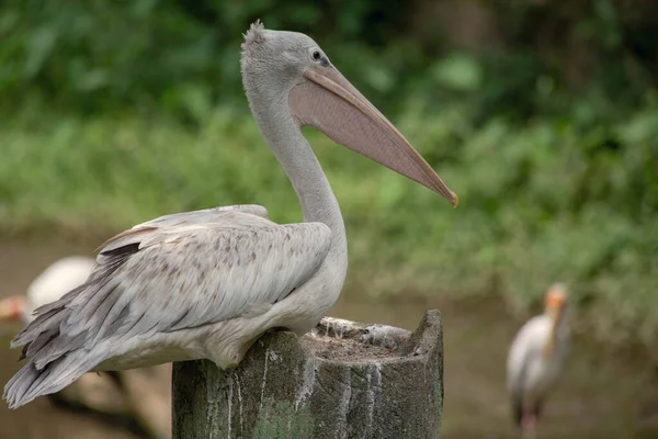 Куала Лумпур Малайзия Март 2020 Пеликанская Голова Крупным Планом Парке — стоковое фото