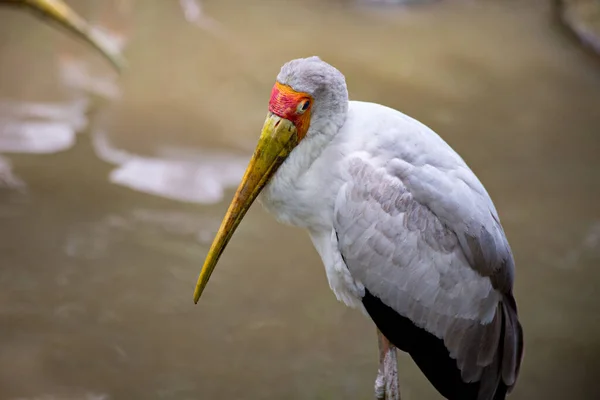 Close Tiro Cegonha Comum Descansando Parque Com Fundo Água Turva — Fotografia de Stock