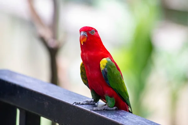 Red and green parrot sitting on fence