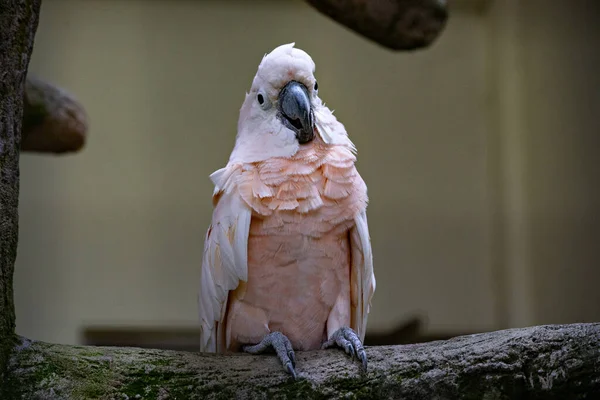KUALA LUMPUR, MALAYSIA - March 2020: Pink cute cockatoo parrot in the Kuala Lumpur Birds park, Malaysia