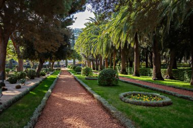 Yolları, yeşil palmiyeleri olan güzel bir yaz parkı  