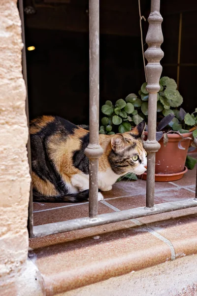 Cropped View Three Color Cat Sitting Small Balcony Vase — Stock Photo, Image