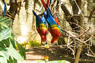 Papağanlar hayvanat bahçesinde.