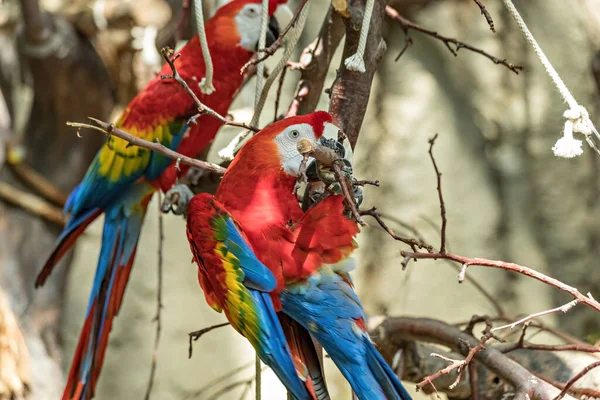 Παπαγάλοι Μακάο Στο Ζωολογικό Κήπο — Φωτογραφία Αρχείου