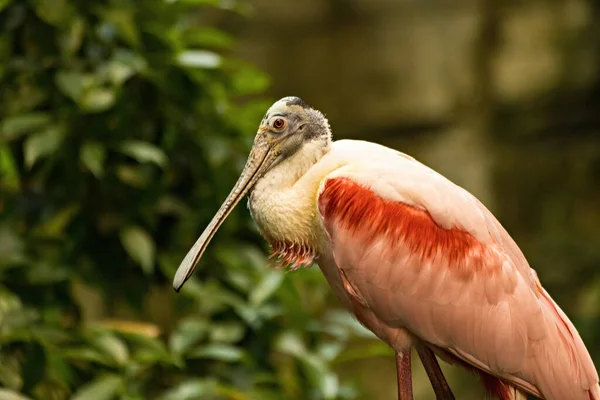 Roseate Spoonbill Bird Close View — Photo