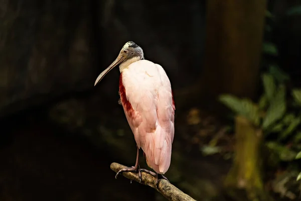 Roseate Spoonbill Bird Close View — Photo
