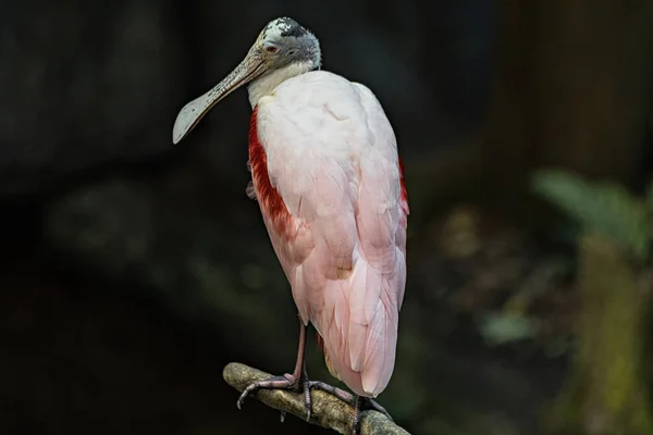 Roseate Spoonbill Bird Close View — Photo