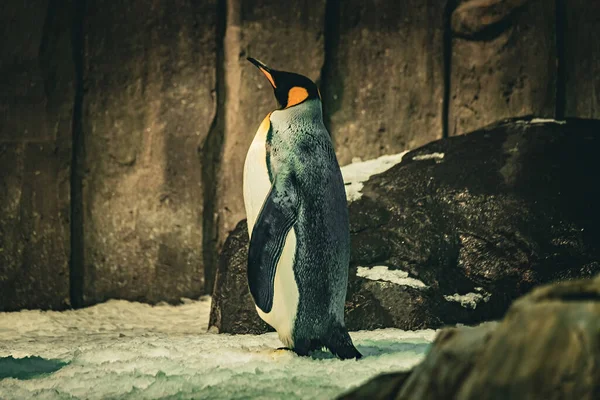 Grappige Pinguïns Dierentuin — Stockfoto