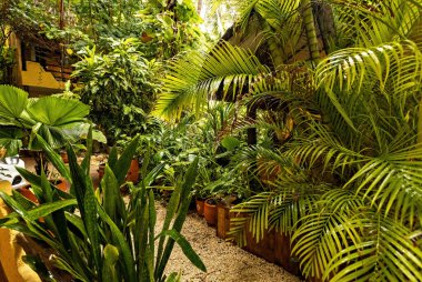 Meksika 'daki evin yakınındaki yeşil yemyeşil bahçe, egzotik bitkilerle dolu tropikal bahçe.