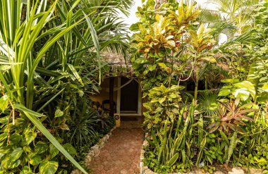 Meksika 'daki evin yakınındaki yeşil yemyeşil bahçe, egzotik bitkilerle dolu tropikal bahçe.