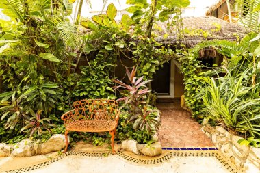 Meksika 'daki evin yakınındaki yeşil yemyeşil bahçe, egzotik bitkilerle dolu tropikal bahçe.