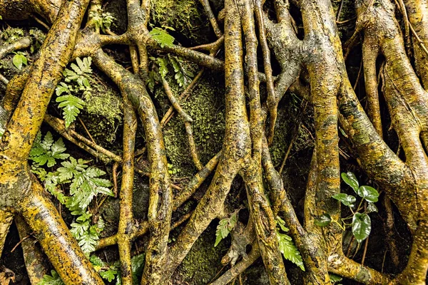 Fundal Rădăcini Copac Mușchi Aproape Bali Indonezia — Fotografie, imagine de stoc
