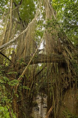 Ormandaki taş köprü Ubud, Bali, Endonezya 'daki Kutsal Maymun ormanında