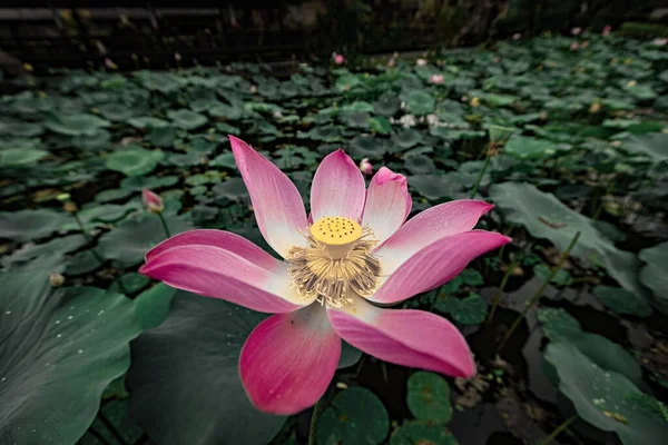 Цветок Розового Лотоса Убуде Бали — стоковое фото