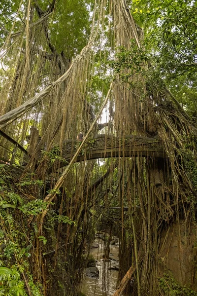 Ponte Pedra Selva Floresta Macacos Sagrados Ubud Bali Indonésia — Fotografia de Stock